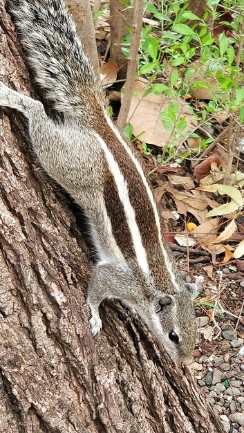 写真 木の上にあるリスのクローズアップ