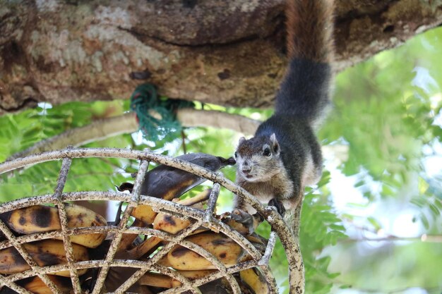 写真 木の上にあるリスのクローズアップ