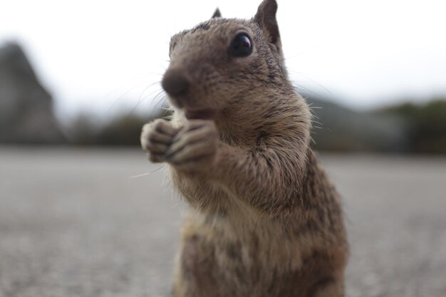 写真 リスのクローズアップ