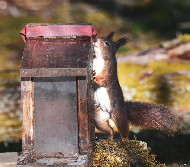 写真 リスのクローズアップ