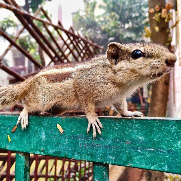 写真 リスのクローズアップ