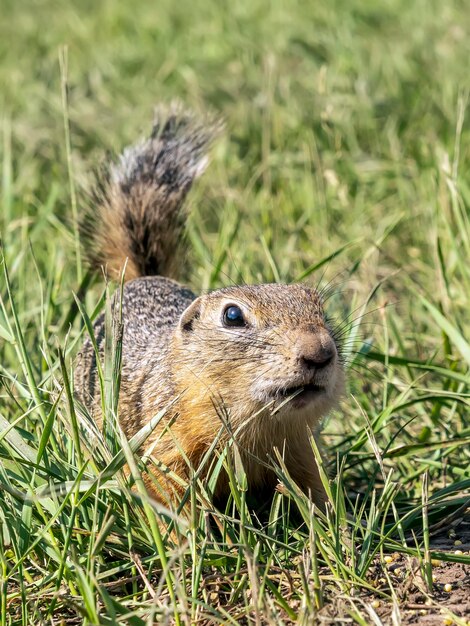 写真 リスのクローズアップ