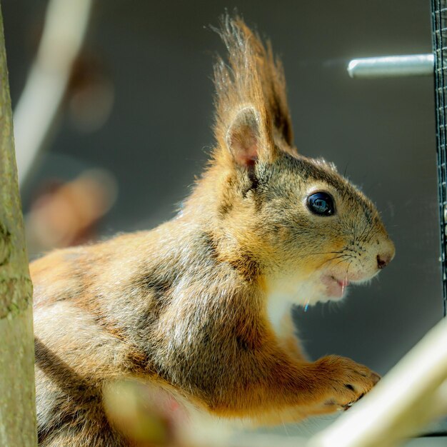 写真 リスのクローズアップ