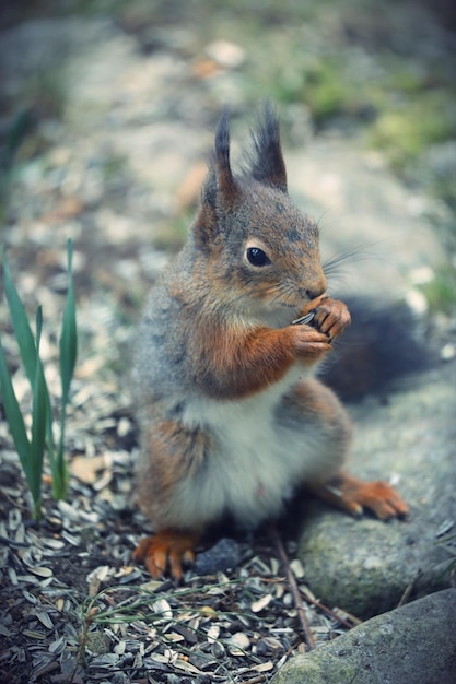 写真 リスのクローズアップ