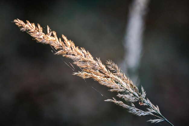 写真 ぼんやりした背景を背景にした茎のクローズアップ