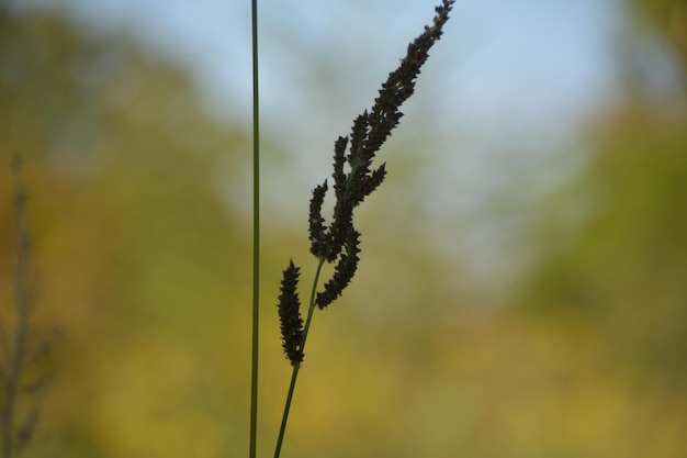 写真 ぼんやりした背景を背景にした茎のクローズアップ