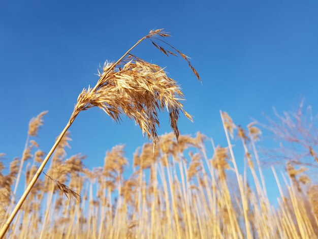 写真 澄んだ青い空を背景にした茎のクローズアップ