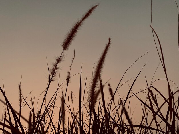 写真 夕暮れの晴れた空に照らされた茎のクローズアップ