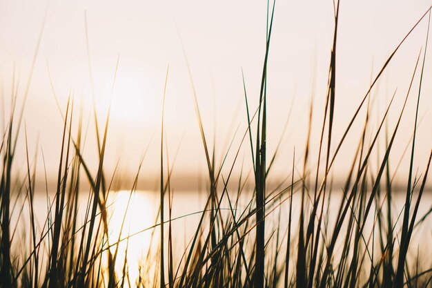 写真 夕暮れの空を背景にした茎のクローズアップ