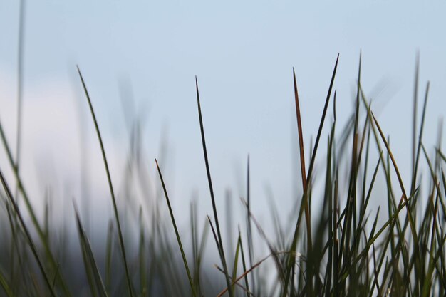 Фото Близкий план стеблей в поле на фоне ясного неба