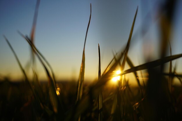 写真 夕暮れの空を背景に畑の茎のクローズアップ