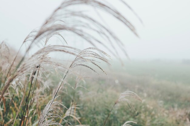 写真 畑の茎のクローズアップ