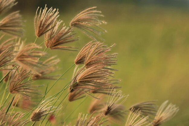 写真 畑の茎のクローズアップ