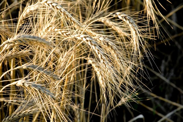 写真 畑の茎のクローズアップ