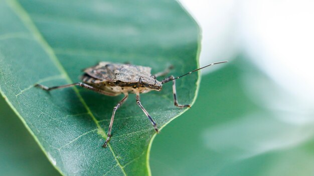 写真 緑の葉の悪臭虫のクローズアップ