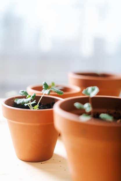 写真 木製のテーブルの背景に陶器のテラコタのポットに草<unk>の芽の種をく