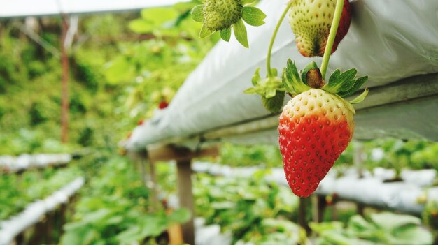 写真 植物の上で成長するイチゴのクローズアップ