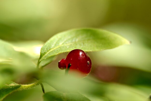 写真 植物 の 上 の ストロベリー の クローズアップ