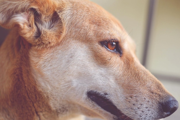 写真 流浪犬のクローズアップ