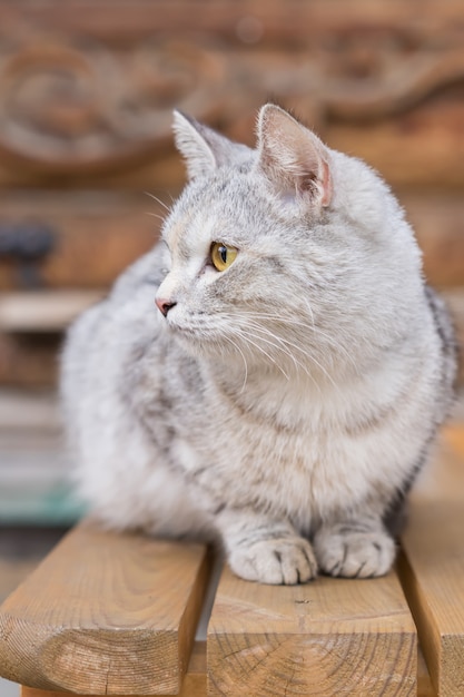 屋外の木製ベンチに浮遊灰色猫のクローズアップ