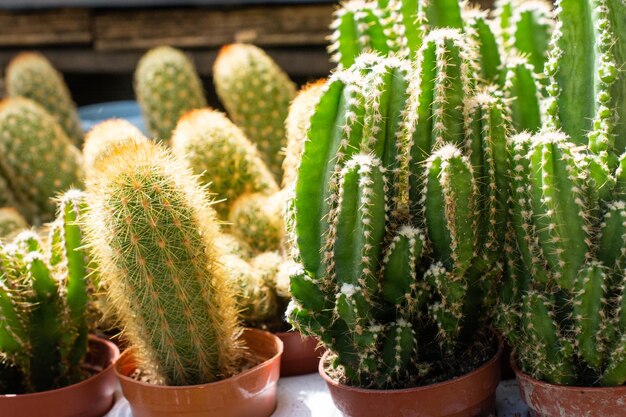 写真 鍋の中のサクセント植物のクローズアップ