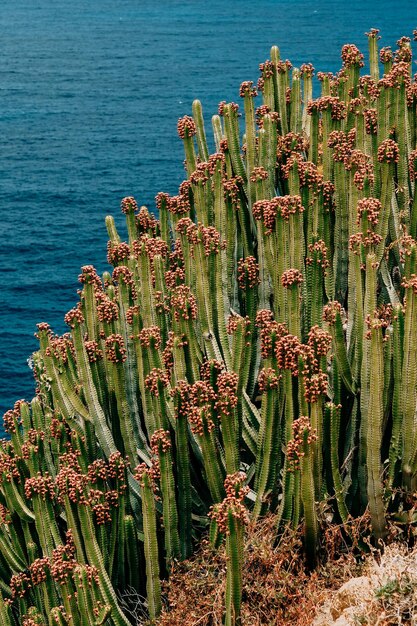 写真 海のサクセルント植物のクローズアップ