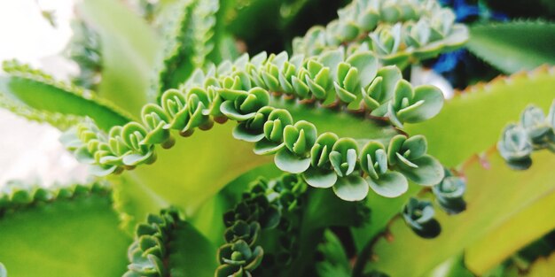 写真 <unk>状植物の葉のクローズアップ