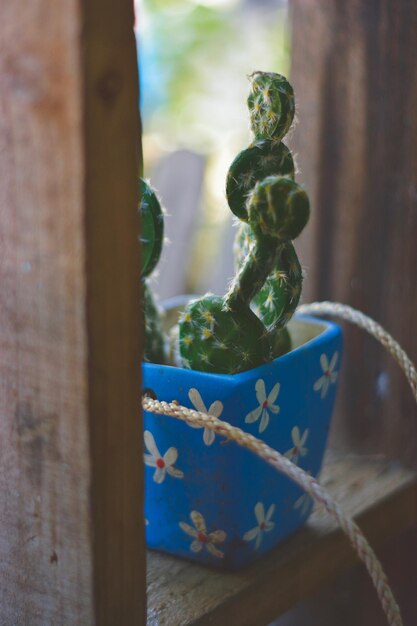 写真 テーブルの上にあるサクセント植物のクローズアップ