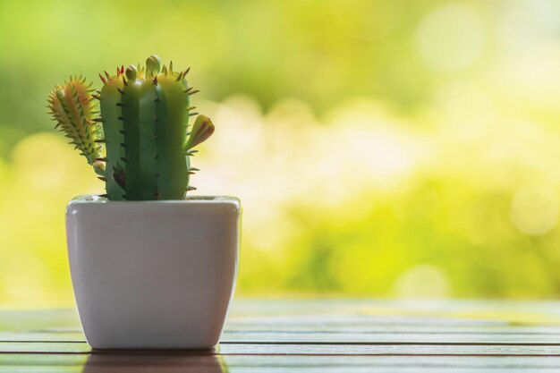 写真 テーブルの上にあるサクセント植物のクローズアップ