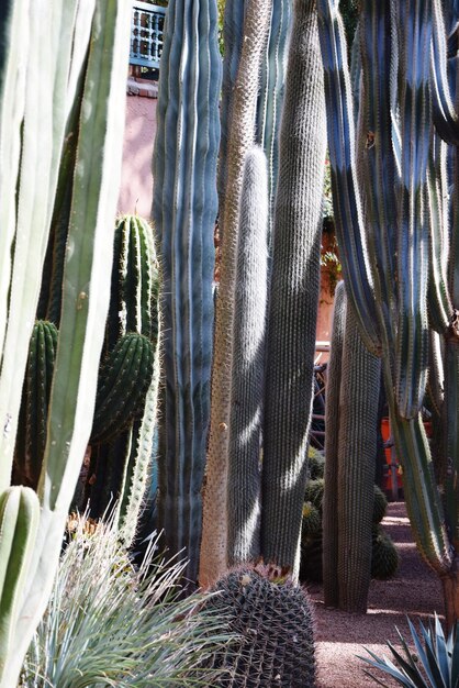 写真 <unk>の植物のクローズアップ