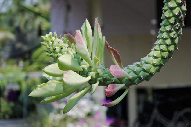 写真 <unk>の植物のクローズアップ