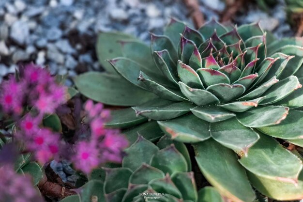 写真 <unk>の植物のクローズアップ