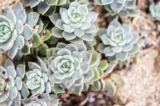 写真 <unk>の植物のクローズアップ