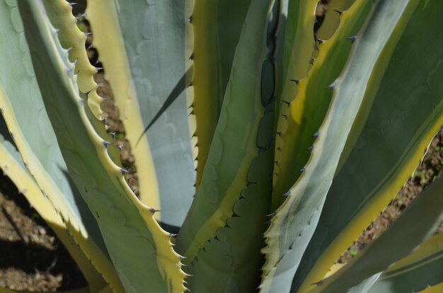 写真 <unk>の植物のクローズアップ