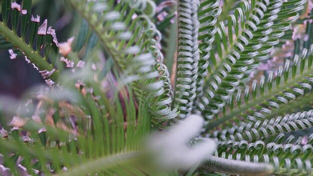 写真 <unk>の植物のクローズアップ