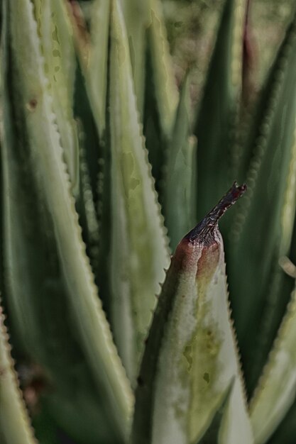 写真 <unk>の植物のクローズアップ