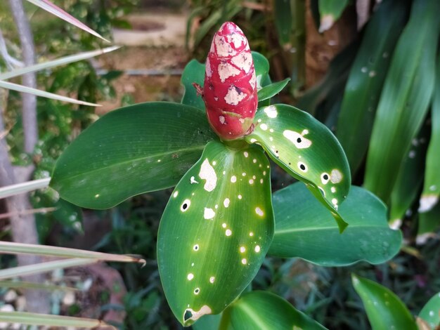 写真 <unk>の植物のクローズアップ