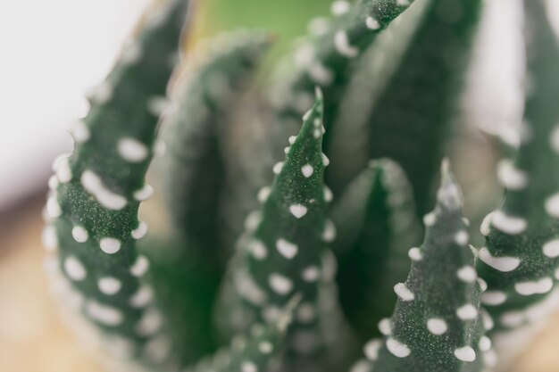 写真 <unk>の植物のクローズアップ