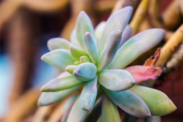 写真 <unk>の植物のクローズアップ