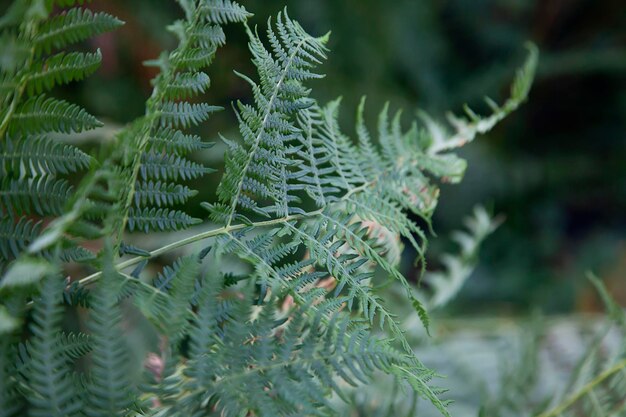 写真 サクレント植物のクローズアップ