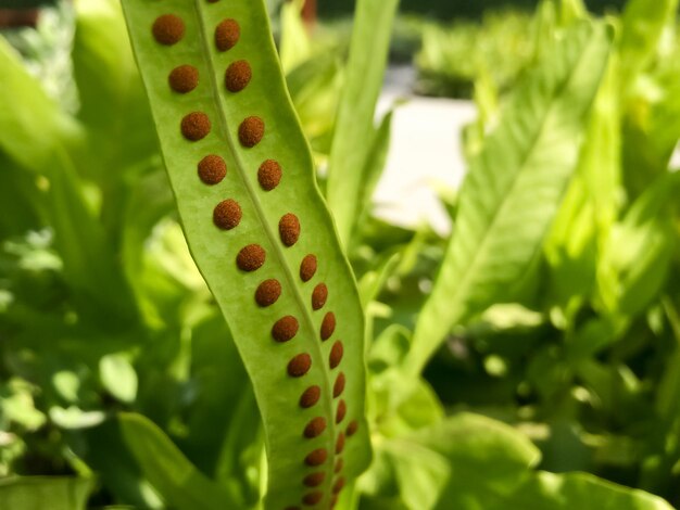 写真 <unk>の植物のクローズアップ