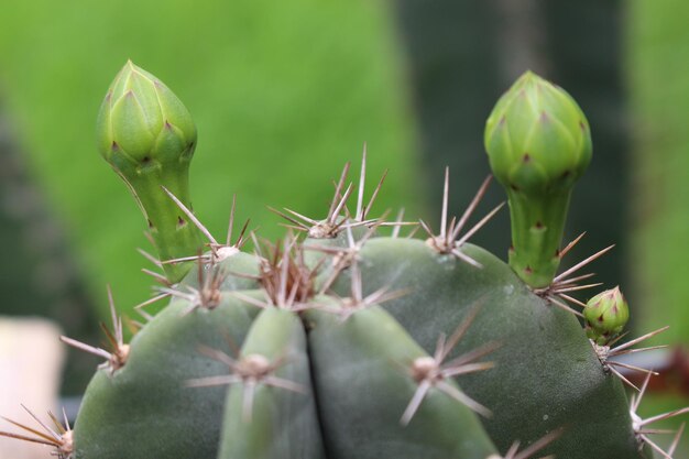 写真 <unk>の植物のクローズアップ