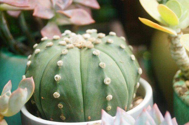 写真 <unk>の植物のクローズアップ