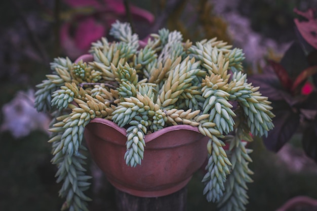 写真 <unk>の植物のクローズアップ