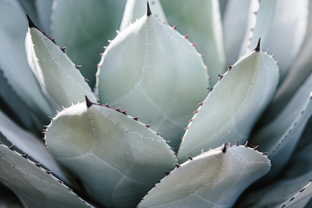 写真 <unk>の植物のクローズアップ