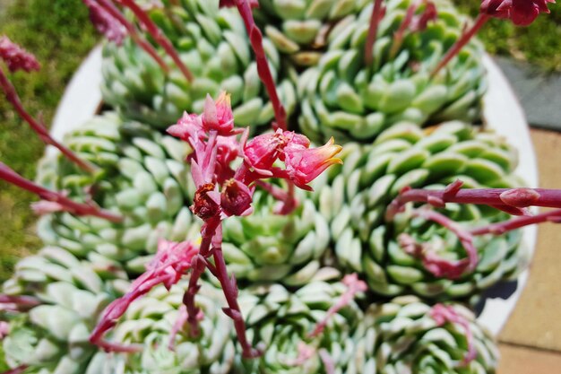 写真 芝生で育つジュークレント植物と芽のクローズアップ