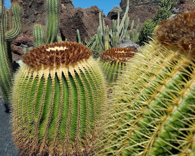 写真 <unk>の植物のクローズアップ