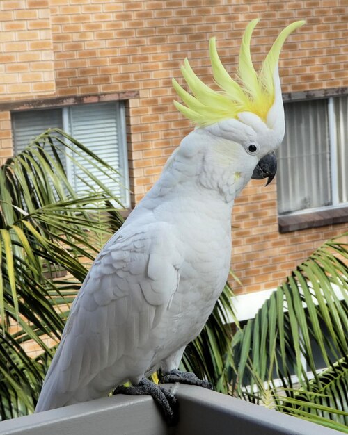 写真 硫黄 頂 の カカトゥー 鳥 の 近く の 映像