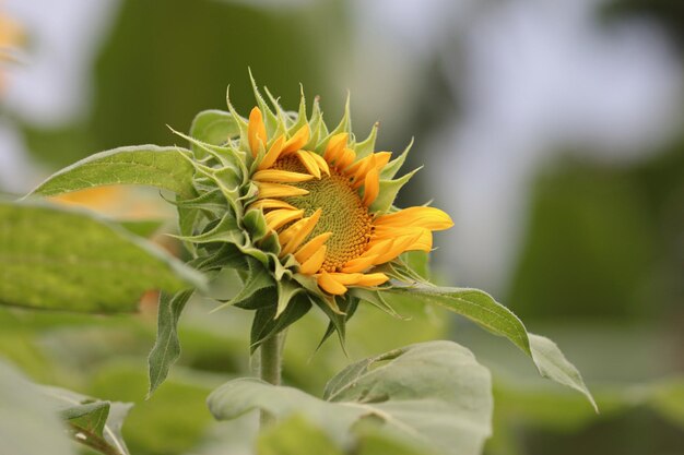 写真 植物の日<unk>のクローズアップ