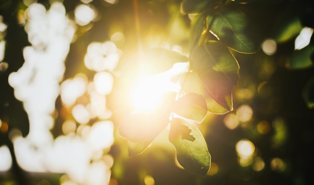 写真 樹木を通る太陽光のクローズアップ